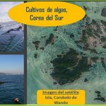Extensos cultivos de algas.. en el mar de Corea del Sur