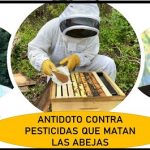 Antídoto contra los pesticidas ..que arruinan colonias de abejas