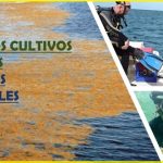 Prueban cultivos de algas.. en el Mar Caribe