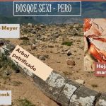 Reconstruyen vegetación .. a partir de fósiles , en Los Andes peruanos
