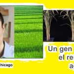 Gen de mamíferos.. dispara rendimiento de cultivos agrícolas