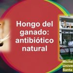 Hongos intestinales.. producen ingredientes base de antibióticos