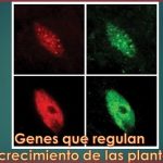 Descubren motor genético clave.. para el crecimiento de las plantas