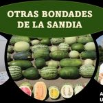 La sandía ... es mucho más que refrescante
