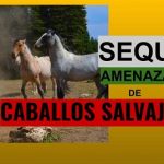 Al rescate de por lo menos 6 mil caballos salvajes