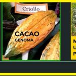 Identifican miles de variantes del ADN.. en 31 tipos de cacao