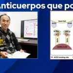 Covid-19: Identifican un doble efecto de los anticuerpos