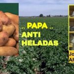 Nueva variedad de papa.. resistente a las heladas