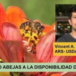 Alimentar las abejas ..con polen sintético?