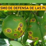 Identifican una defensa de las plantas.. contra infecciones