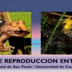 Descubren más de 70 formas de reproducción.. entre anfibios
