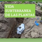 Monitoreando las raíces..  sin dañar la estructura de las plantas