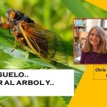 Sabe usted .. cuánto tiempo, y donde viven.. las cigarras?