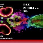El pez, que ha dado la clave sobre el cáncer de piel.. ahora en 3D