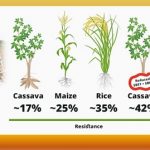 En Japón, obtienen almidón de yuca más saludable