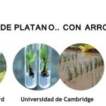 Es posible realizar injertos entre plantas de piña, arroz y banano?. SI