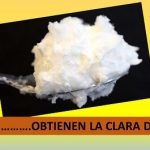 A partir de un hongo.. encuentran sustituto de la proteína del huevo