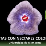 Una planta que produce.. un exclusivo néctar, con colorante rojo