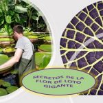 Los secretos del loto gigante.. para crecer y flotar, sin doblarse