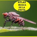 Un Atlas.. con medio millón de células de la mosca de la fruta
