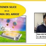 Con silicio de cáscaras de arroz... obtienen emisores de luz LED