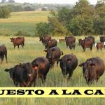 Es necesario reducir el  consumo de carne.. en los países ricos