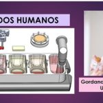 Ponen a trabajar tejidos de varios órganos humanos .. a la vez