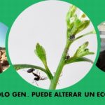 Alteraciones genéticas en las plantas.. cambian sus ecosistemas