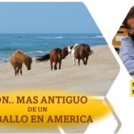 Encuentran ADN de caballos .. en antiguas ruinas de isla caribeña
