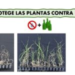 Regando el suelo con etanol.. las plantas resisten más a la sequía
