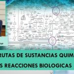 Mapa de rutas para la síntesis de  químicos .. de base biológica