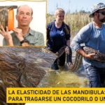 La característica especial, de la voracidad, de la serpiente pitón