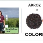 Desarrollan nuevas variedades de arroz .. mejoradas y con color