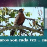 Los pájaros pierden tamaño.. en reacción al calor