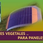 Materiales vegetales .. sustituyen tóxicos en paneles solares