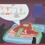 Diseñan biosensor para detectar ..mal estado de la carne de res