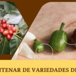 Lanzan catálogo sobre las  variedades de café .. que se cultivan en el mundo