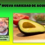 Lanzan nueva variedad de aguacate - Luna- : descendiente del Hass