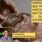 Cada tipo de harina ..tiene su propia cosecha bacteriana