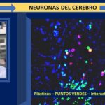 Los microplásticos y su conexión con la enfermedad de Parkinson