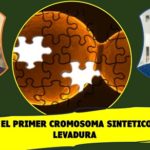 Crean genoma desde cero.. para fabricar levadura sintética