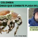 Descubren hongo que combate un gorgojo que aniquila los eucaliptos