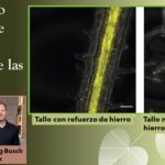 El hierro.. arma de las plantas para luchar contra las bacterias