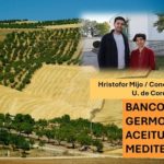 Arman banco de germoplasma con más de un centenar de variedades aceitunas
