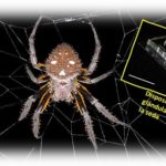 Crean hilos de seda de araña.. imitando la glándula que los produce