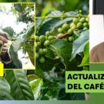 Obtienen estructura más precisa del ADN del café arábigo
