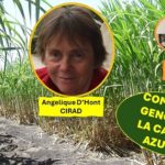 Logran la secuencia completa .. del genoma de la caña de azúcar
