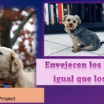 Un proyecto con 50.000 perros.. para investigar la vejez