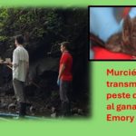 Murciélagos también transmiten la peste de rabia .. al ganado