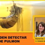 En el aliento humano.. las abejas pueden detectar el cáncer de pulmón